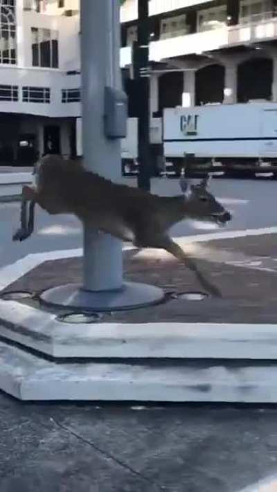 Oh deer...