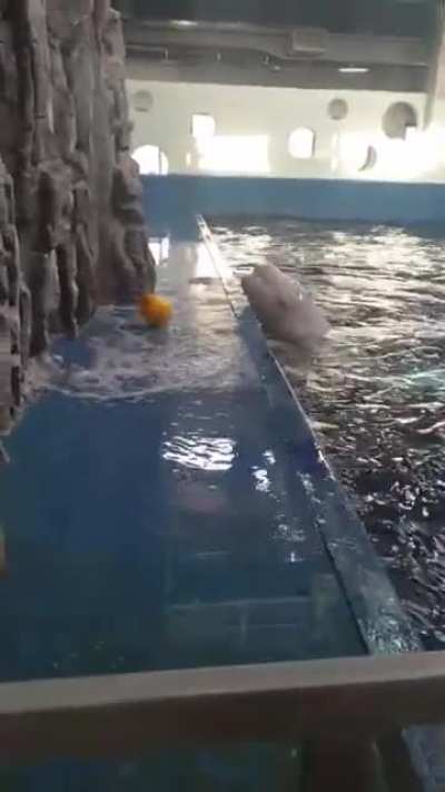 Beluga Whale Uses Hydro Blast to Retrieve Toy