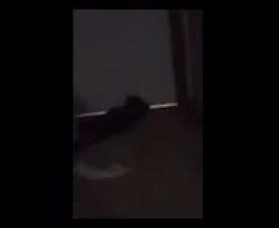 video of my cat! sorry for crap quality.