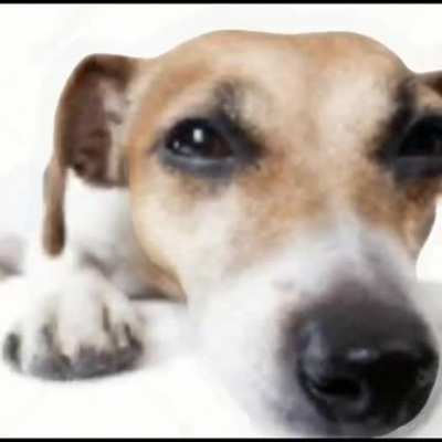 fune dog