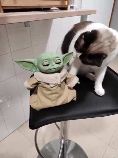 Cat tries to kill a poor baby