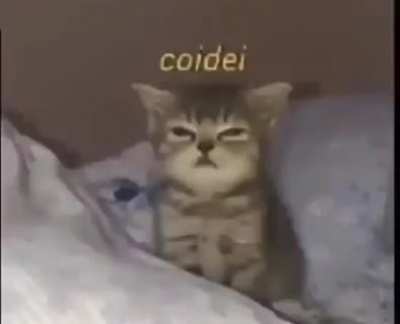 bom dia.