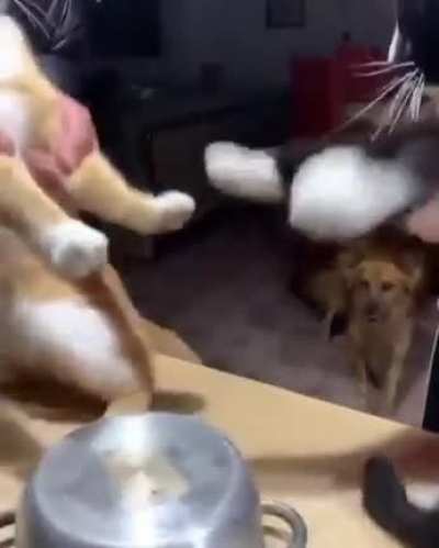 Meow_irl