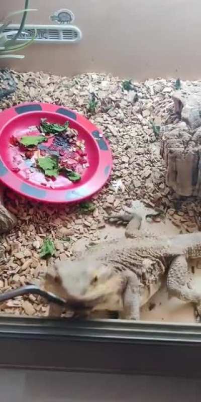 Very hungry lizard