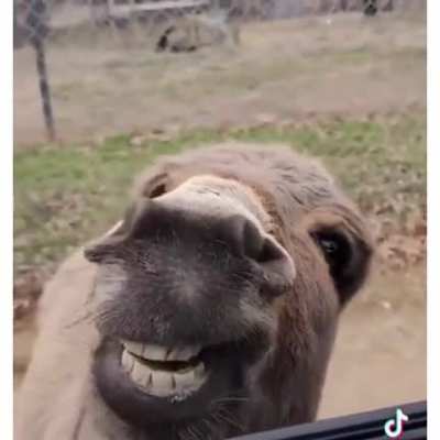 Хрюкала со смеху