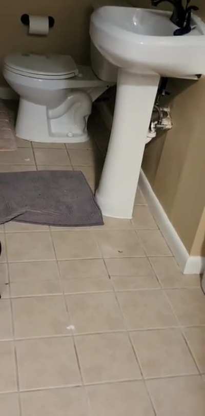 Kitty zoomies