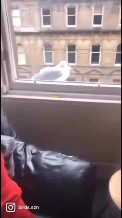 Birdie go away