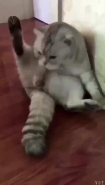Where are my testicles Summer??? Cat editon
