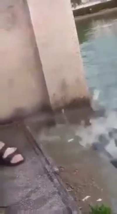 food chain reminder: feeding the turtles