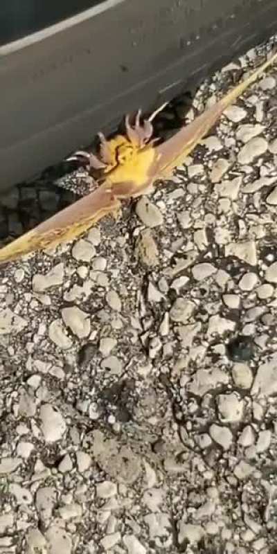Banana moth