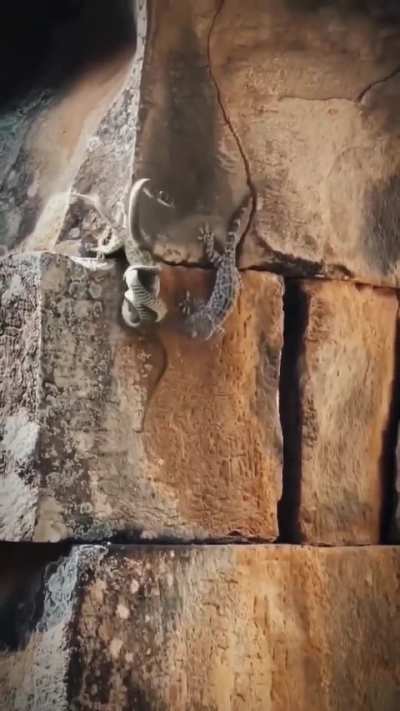 🔥The Lizard daringly saves his mate from the snake..