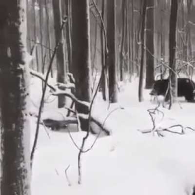 the stealthy hunter