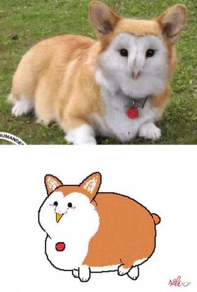 Corwl_irl
