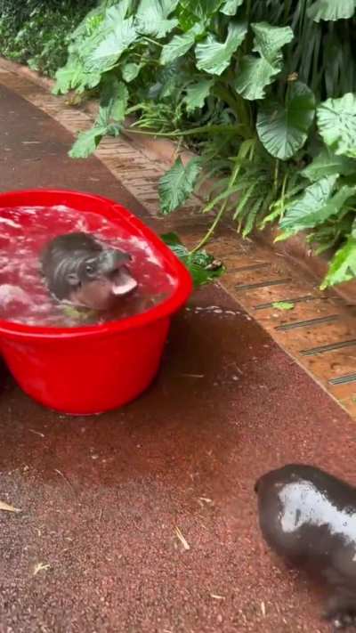 Baby 🦛