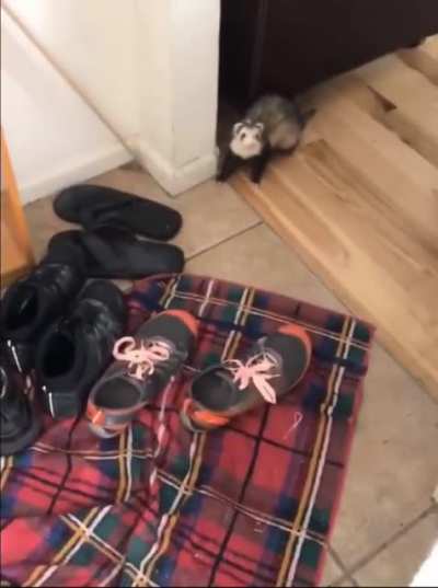 Ferrets first time seeing snow
