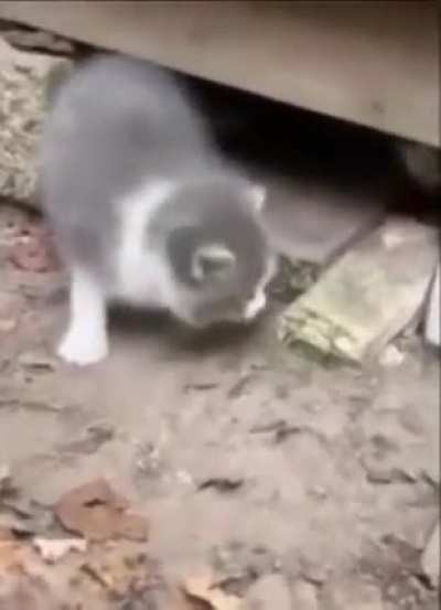 AHH