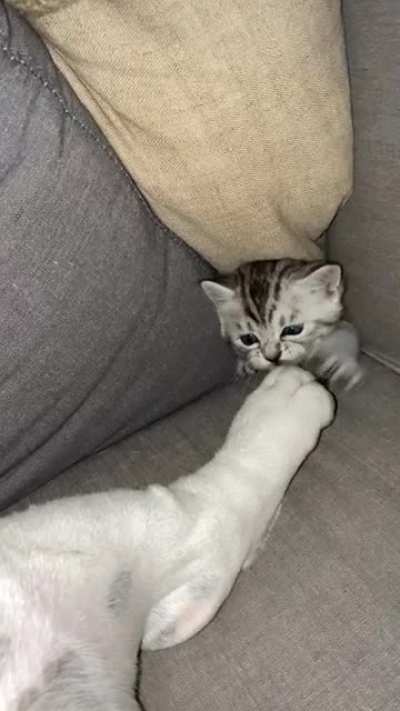 violent criminal