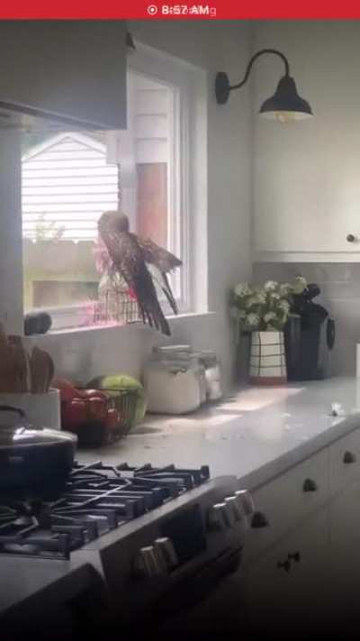 “What am I supposed to do?”