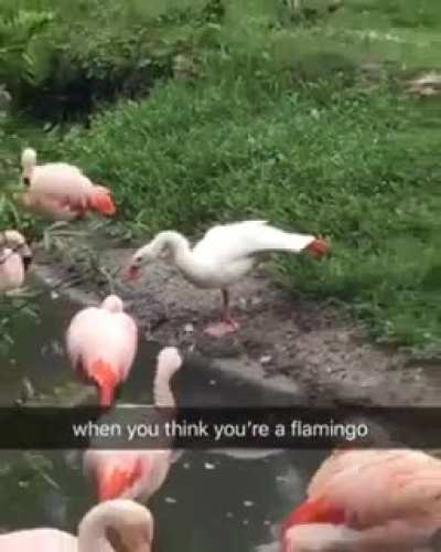 The rare white goose flamingo