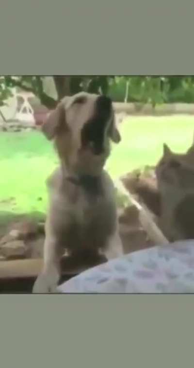 Fofo