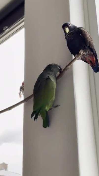 Just hanging around