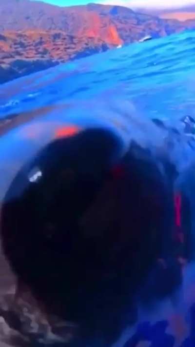 Approached by a Curious Fish