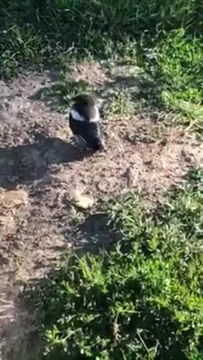 Squeak!