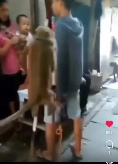 Classic monkey
