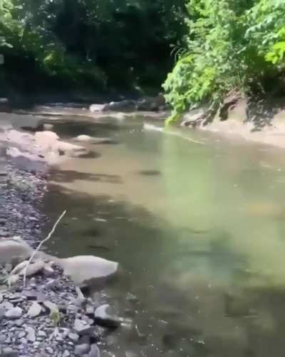 Setting a duck free.