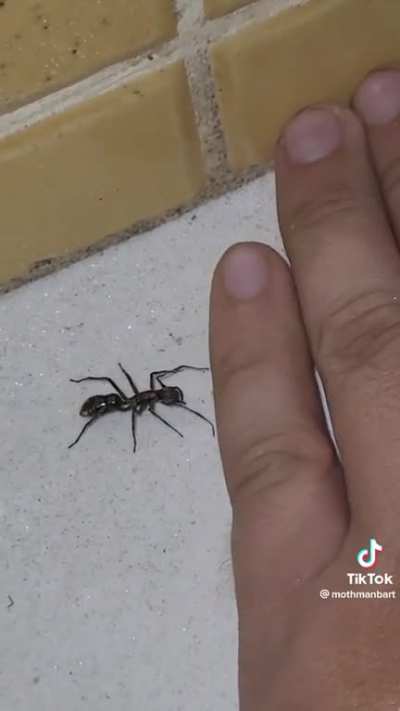 My favourite spider