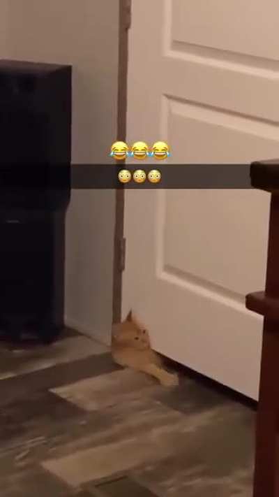 This cat