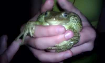 Frog