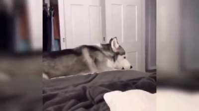 Just husky being normal