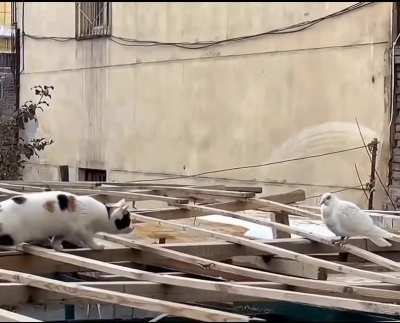 Cat and Pigeon