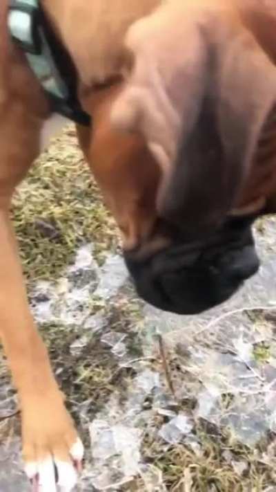 I halp cronch!