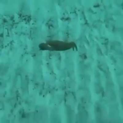 I believe i can fly...