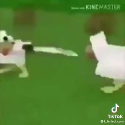 holy shit chicken fight? 😱