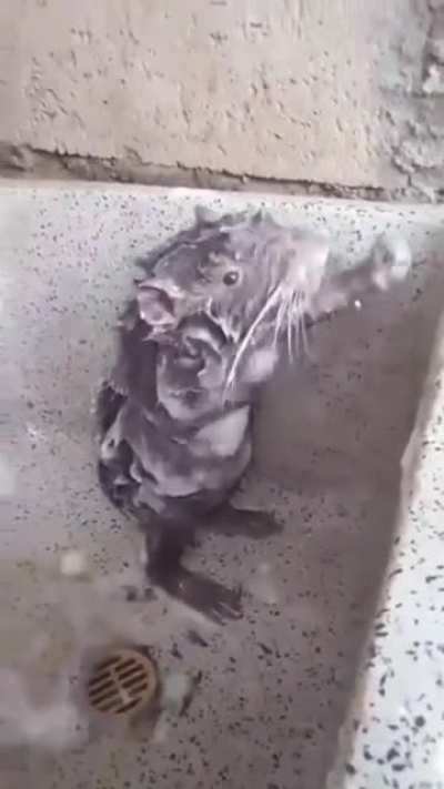 RAT(IRL) taking bath after tryharding for a week