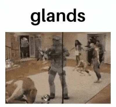 glands