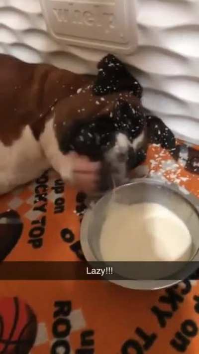 absolute derp