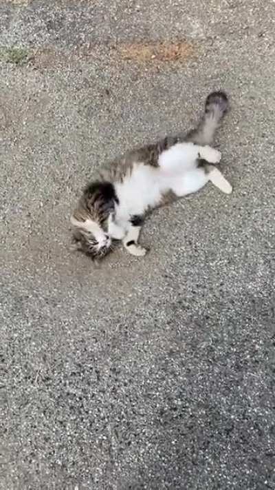 My cat straight vibin