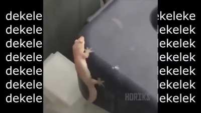 DIDIDIDI