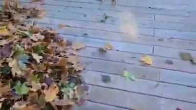 Snek Attack