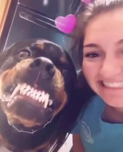 Smiling dog. So cute!