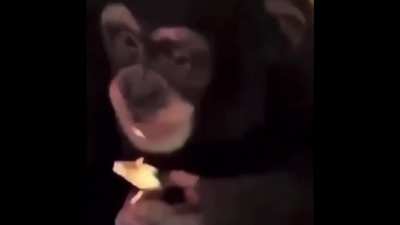 Monkey dooby