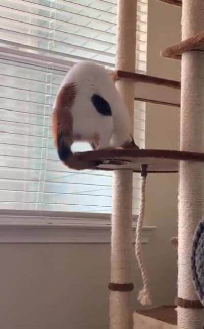 Touch ma own tail