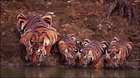 Nothing to see here! Just some tigers enjoying water...