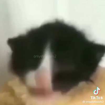 Monke