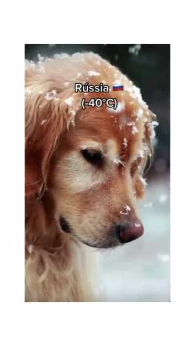 Como um golden retriever sobrevive em Curitiba