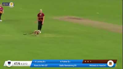 Doggo wants to be a part of the game